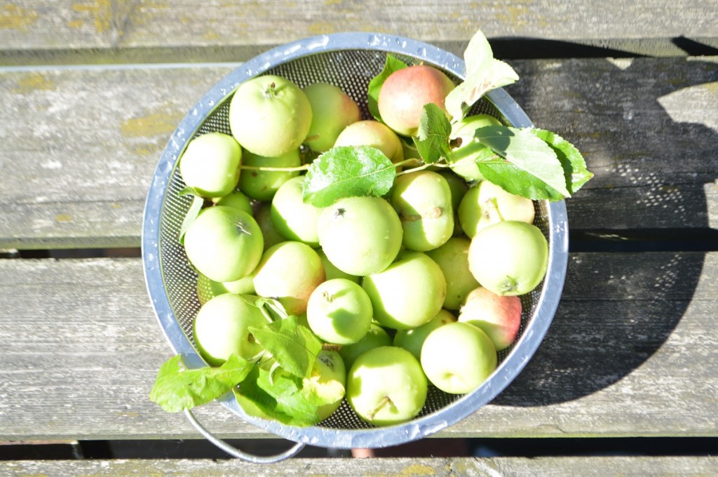 Æble chili gele af umodne æbler ⋆ Cupkageriget